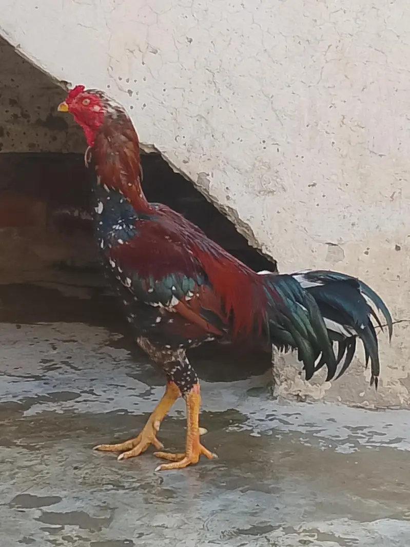 buhat acha murga hy — photo 2