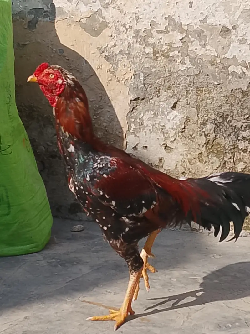 buhat acha murga hy — photo 3