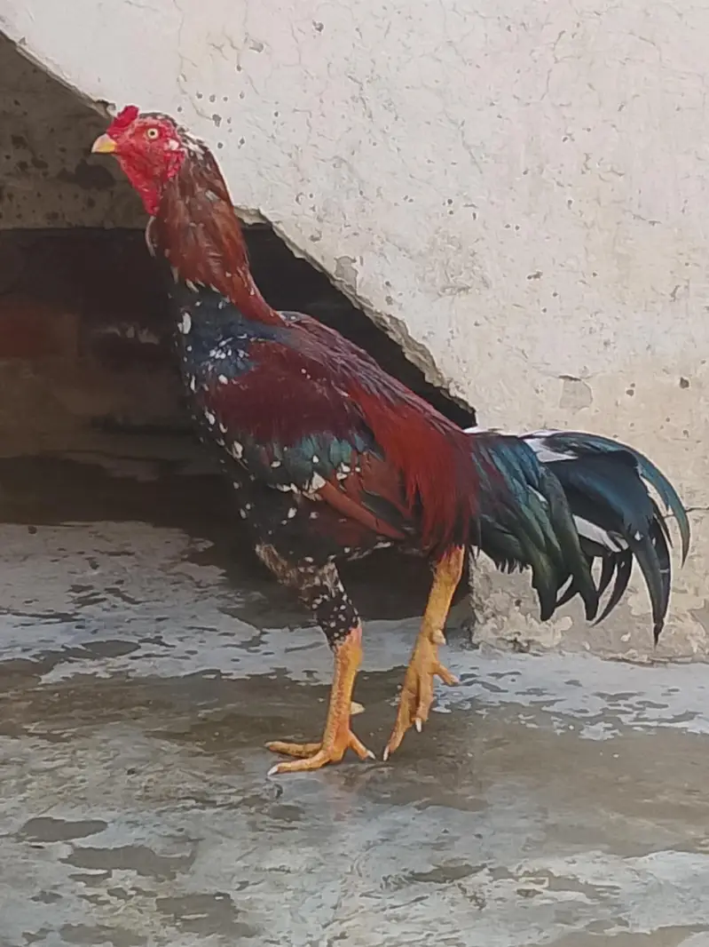 buhat acha murga hy — photo 5