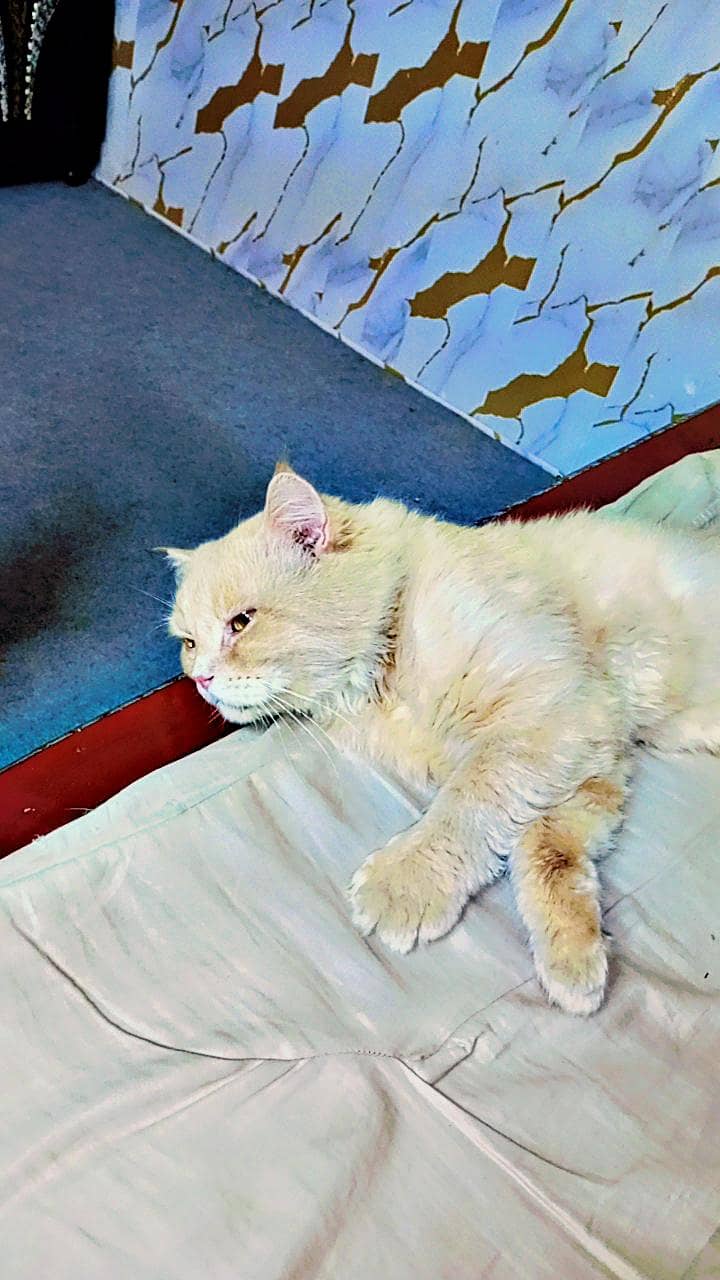 Persian 0