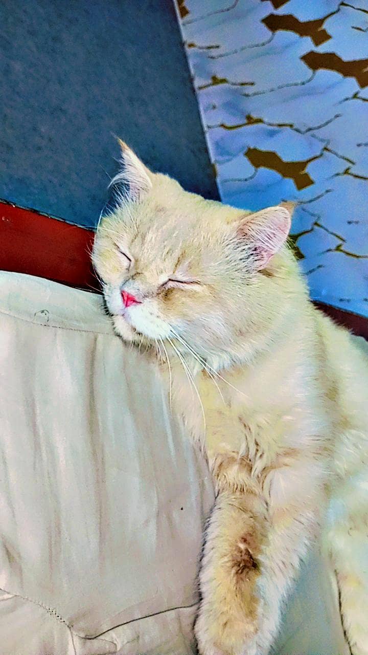 Persian 1
