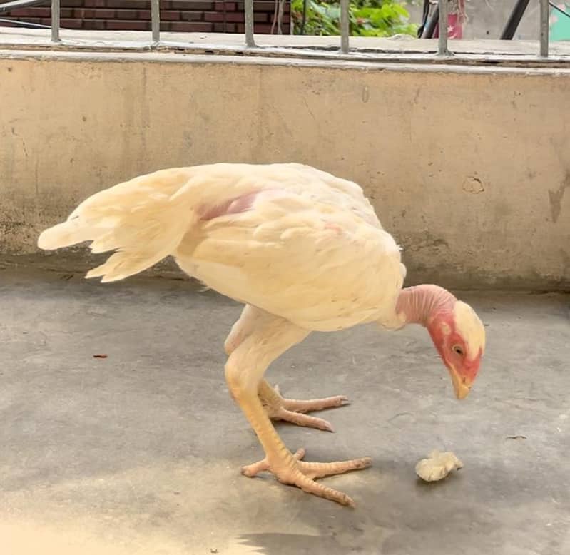 viet ganoi Heera patha 1