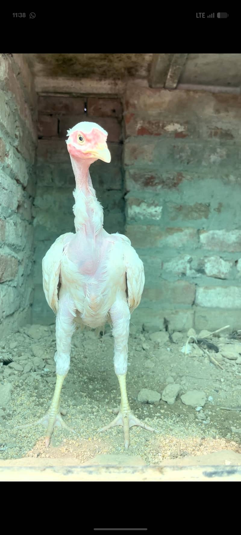 viet ganoi Heera patha 3
