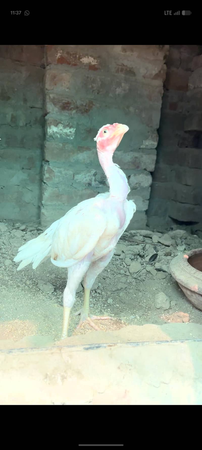 viet ganoi Heera patha 4