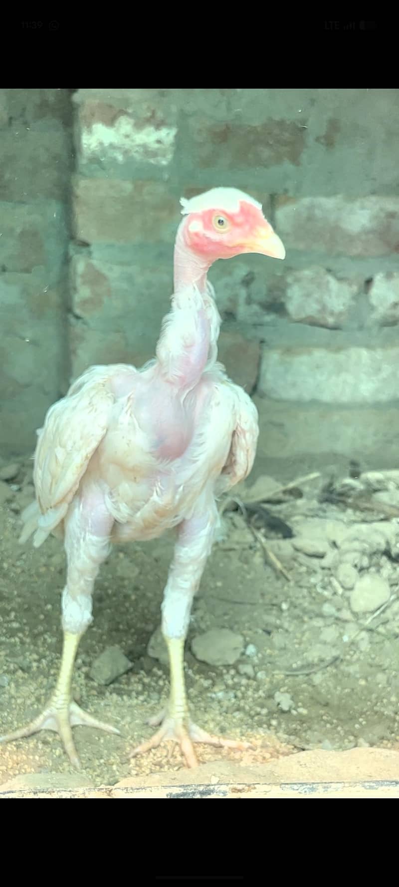 viet ganoi Heera patha 6
