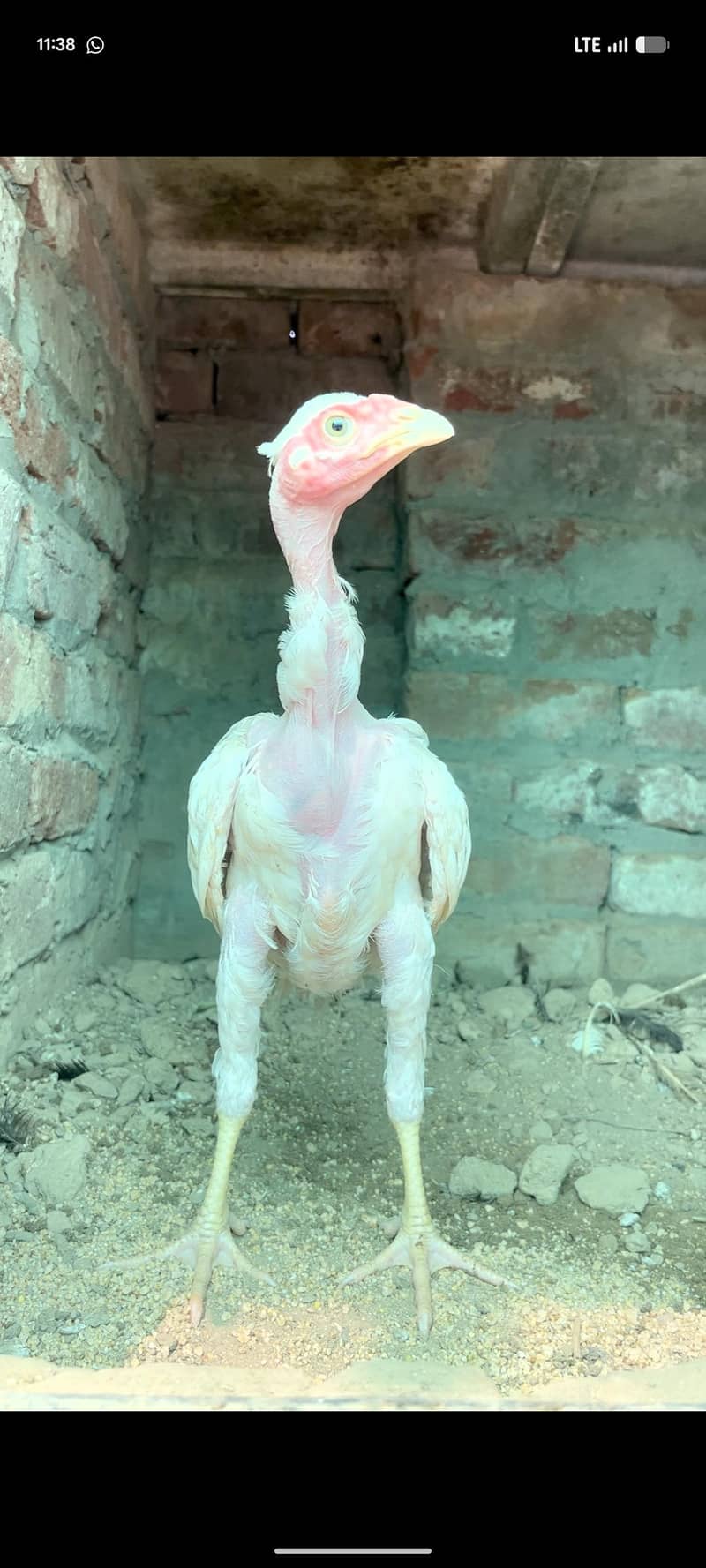 viet ganoi Heera patha 7