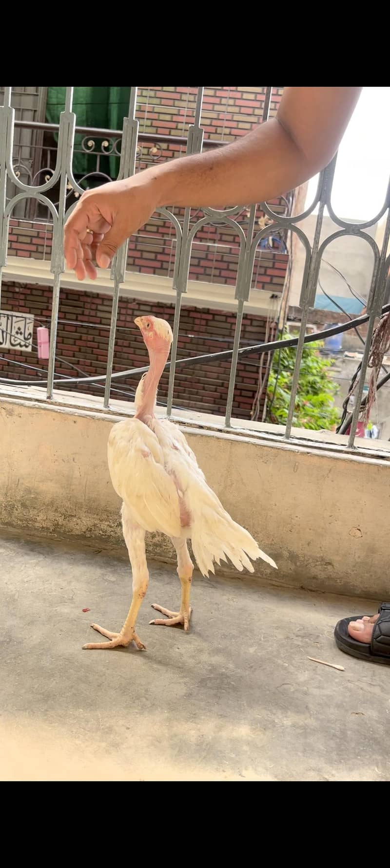viet ganoi Heera patha 9