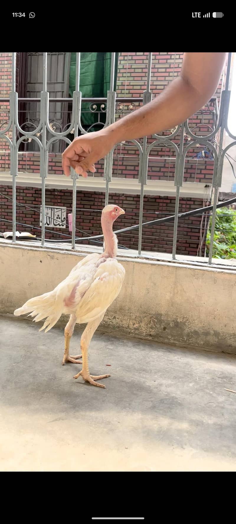 viet ganoi Heera patha 10