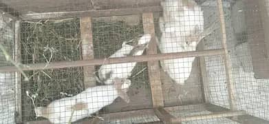 Rabbit