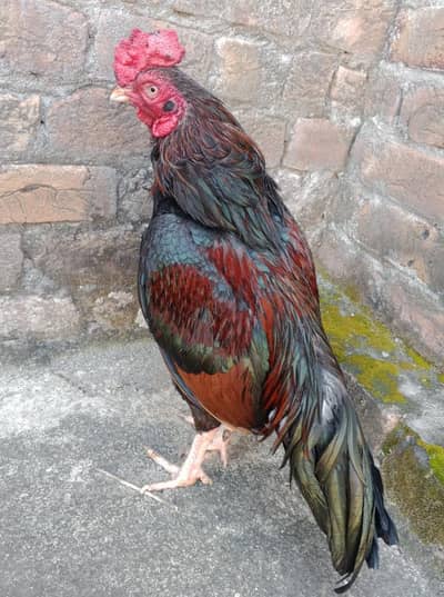 Amroha bird 0315/5202336