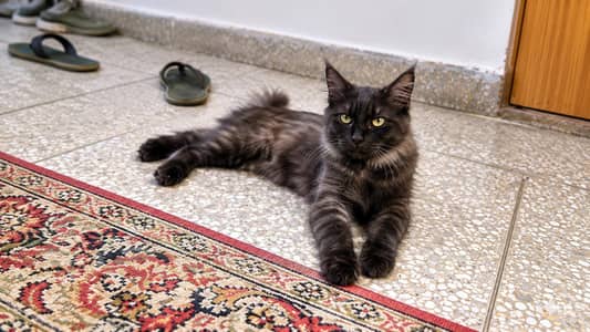 non pedigree cat