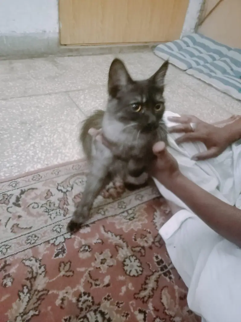 non pedigree cat — photo 2