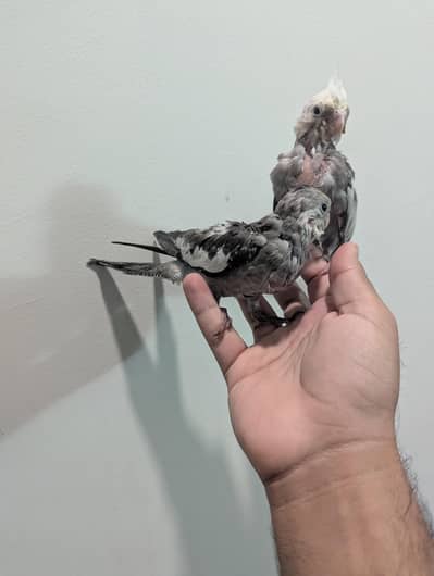 Cocktail parrots 1.5 months age hand tamed friendly and playful