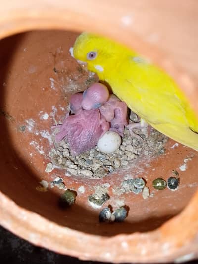 breeder pair