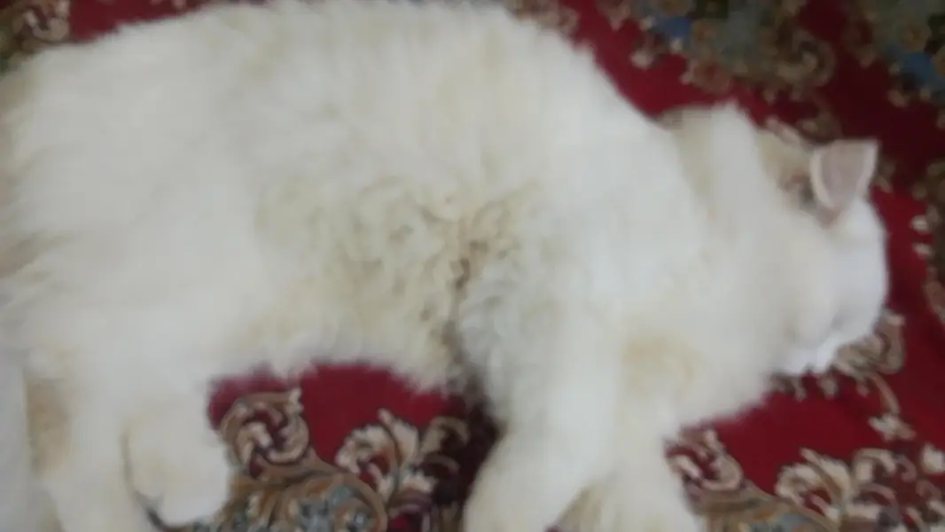 vosh room ma jati ha — photo 2