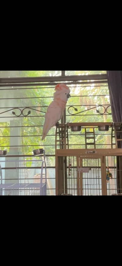 Moluccan Cockatoo Female
