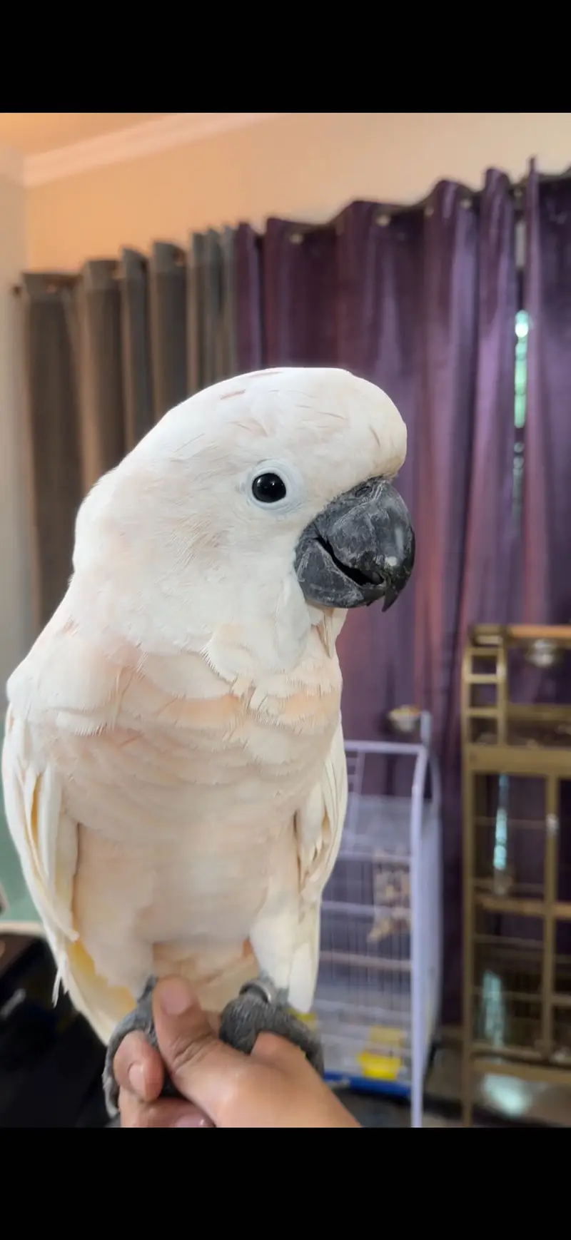 Moluccan Cockatoo Female — photo 2