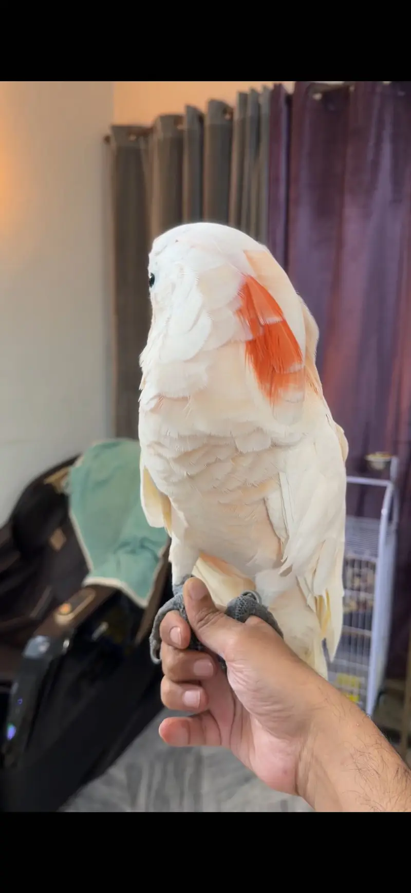 Moluccan Cockatoo Female — photo 3