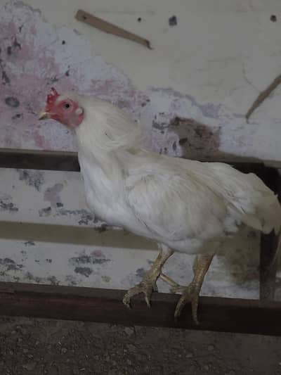 Aseel Heera + Shamo female