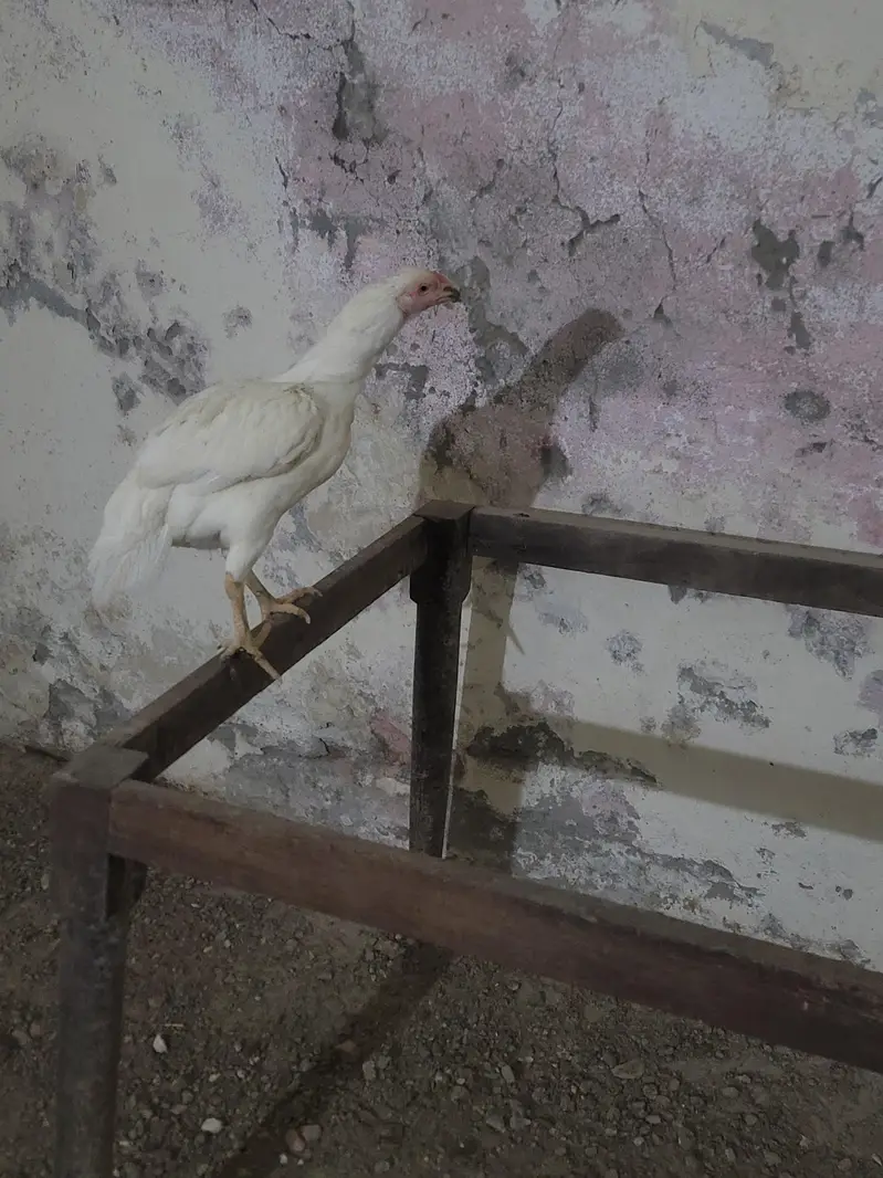Aseel Heera + Shamo female — photo 2