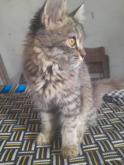 Persian Cat