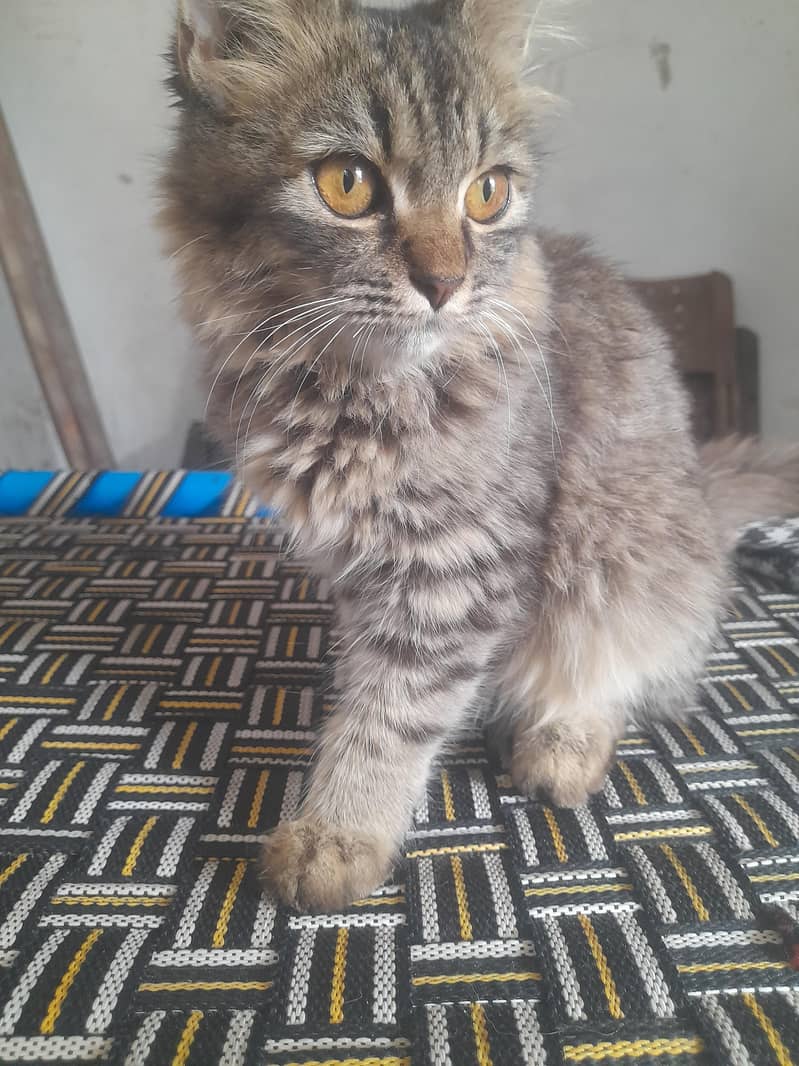 Persian Cat 1