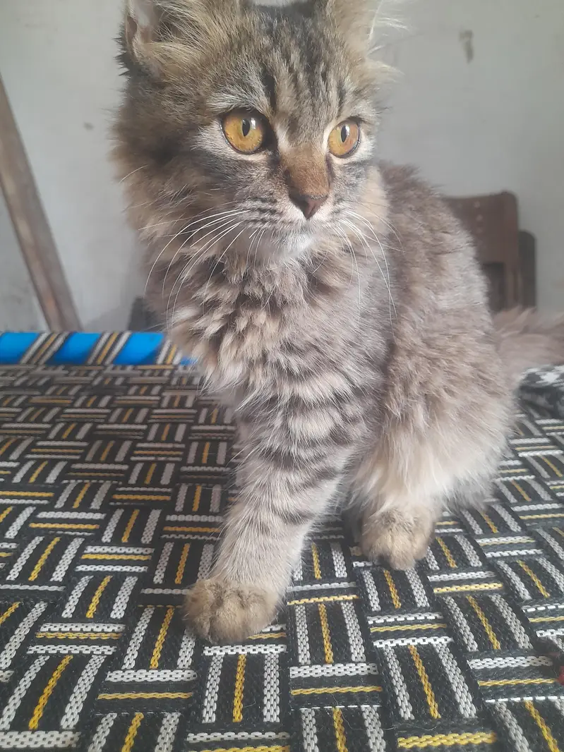 Persian Cat — photo 2