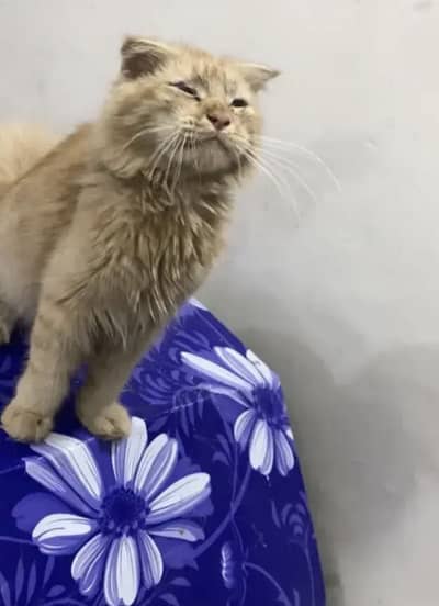 Scottish x Persian Male Cat (Paid Adoption)