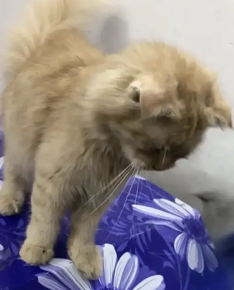 Scottish x Persian Male Cat (Paid Adoption) — photo 2