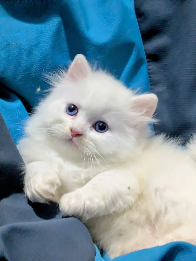 Persian kittens | triple Coat _punch Face| cute white | fluffy cat — photo 2
