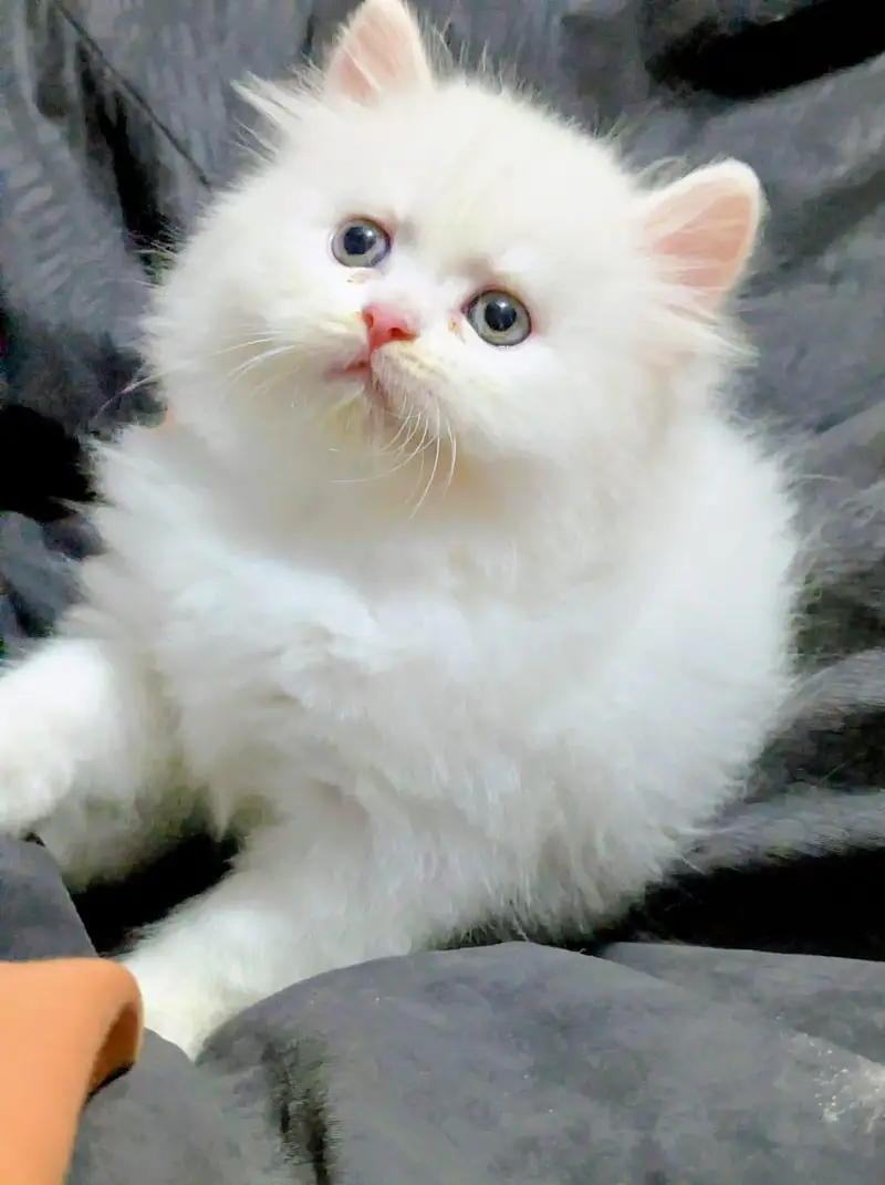 Persian kittens | triple Coat _punch Face| cute white | fluffy cat — photo 3