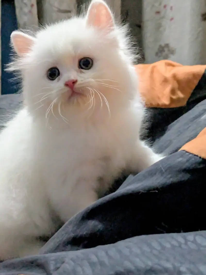 Persian kittens | triple Coat _punch Face| cute white | fluffy cat — photo 5