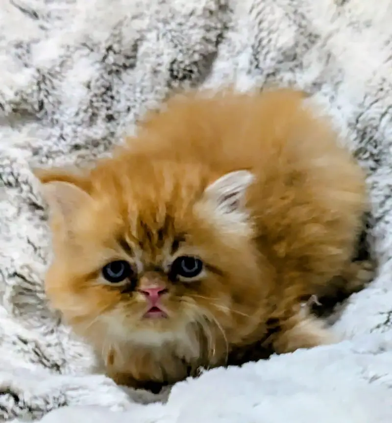 Persian kittens | triple Coat _punch Face| cute white | fluffy cat — photo 6