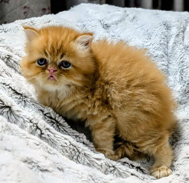 Persian kittens | triple Coat _punch Face| cute white | fluffy cat — photo 7