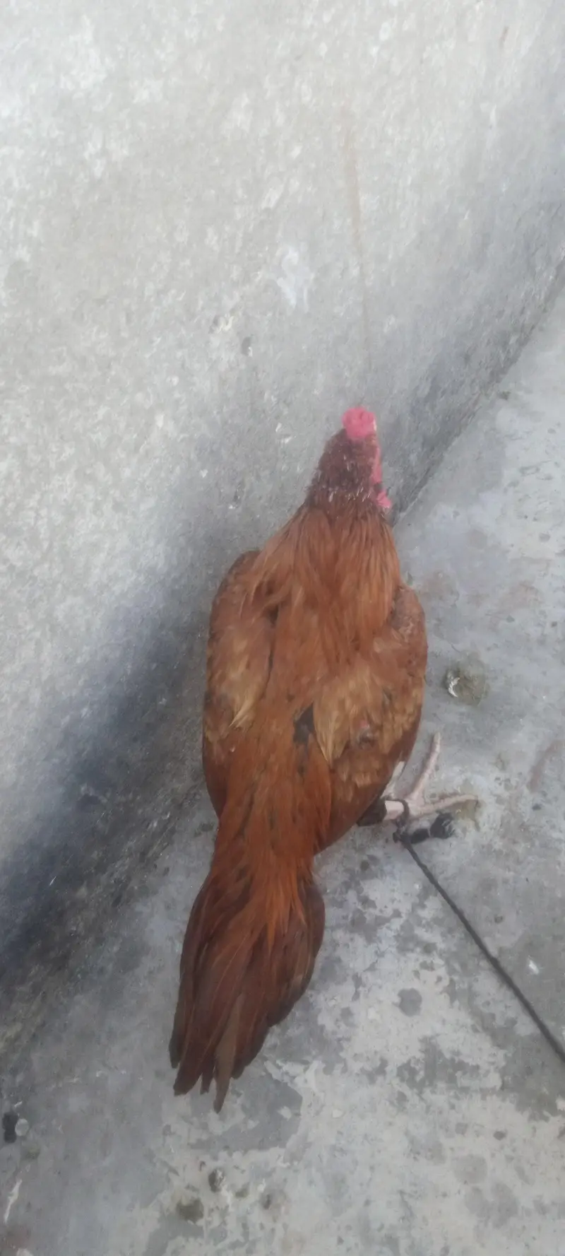 Ghar k Pala Howa ha full active ha or 8,mahna ka ha — photo 4