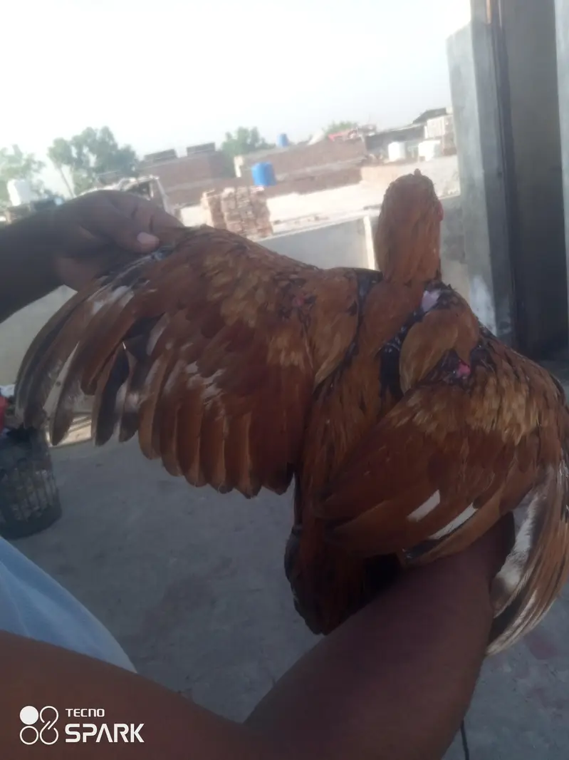 Ghar k Pala Howa ha full active ha or 8,mahna ka ha — photo 5