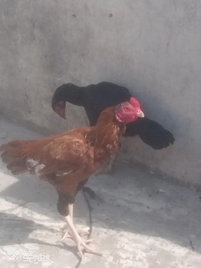 Ghar k Pala Howa ha full active ha or 8,mahna ka ha — photo 6