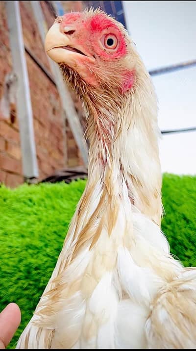 Parrot Beak original Taamilnadou | Quality Speaks Louder than Word's