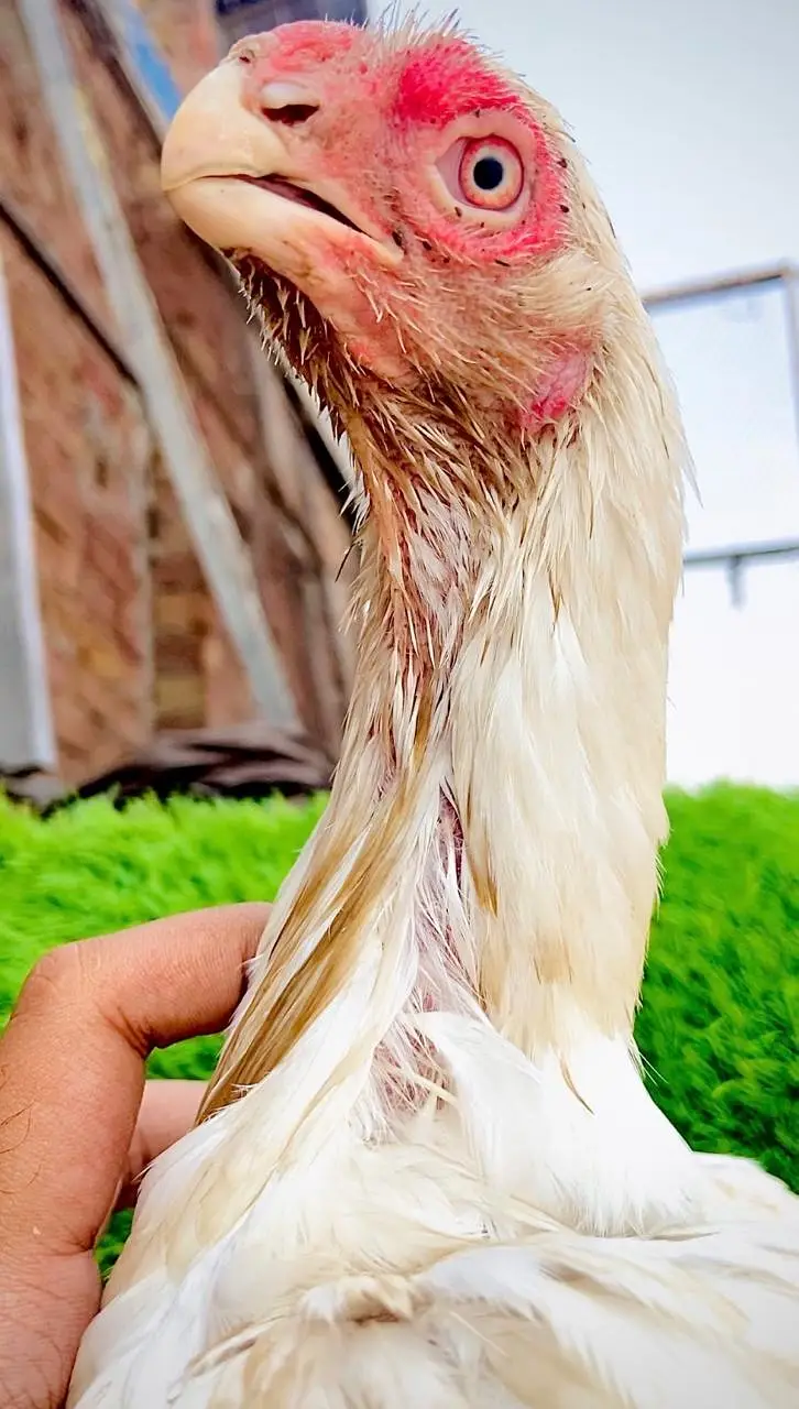 Parrot Beak original Taamilnadou | Quality Speaks Louder than Word's — photo 2