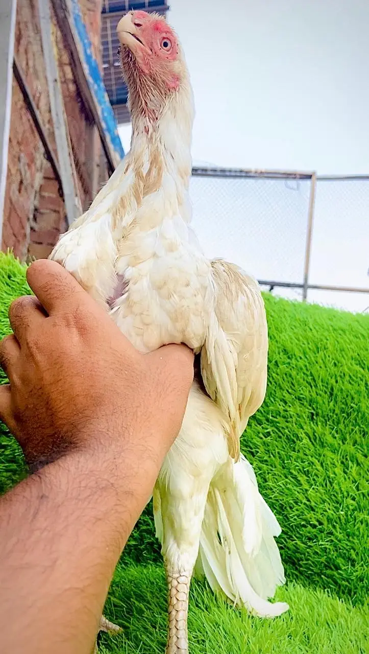 Parrot Beak original Taamilnadou | Quality Speaks Louder than Word's — photo 3