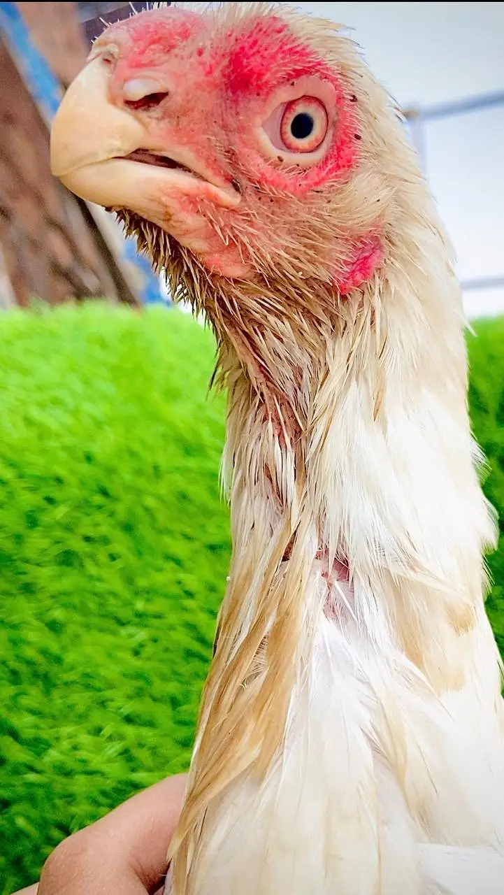 Parrot Beak original Taamilnadou | Quality Speaks Louder than Word's — photo 4