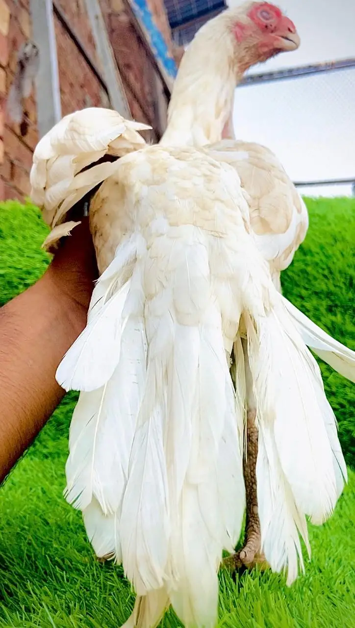Parrot Beak original Taamilnadou | Quality Speaks Louder than Word's — photo 5
