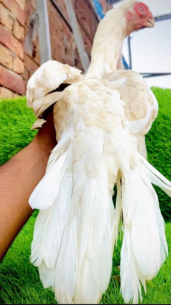 Parrot Beak original Taamilnadou | Quality Speaks Louder than Word's — photo 6