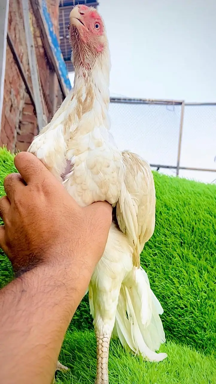 Parrot Beak original Taamilnadou | Quality Speaks Louder than Word's — photo 7