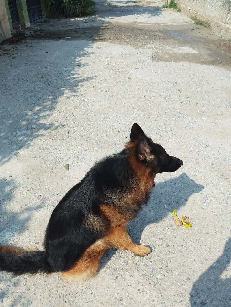 I need my German shepherds