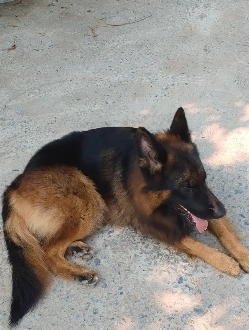 I need my German shepherds — photo 2