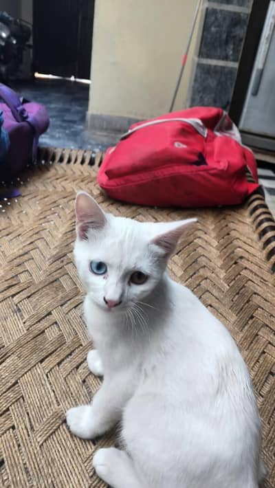 White Odd Eyes Persian Mix Cat - Urgent Sale Mumtazabad
