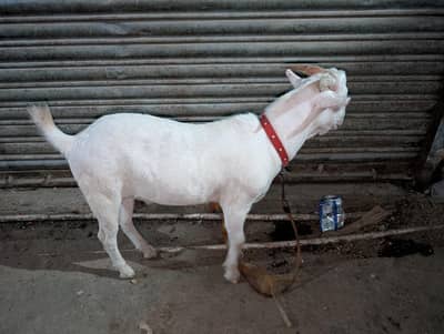 bakra