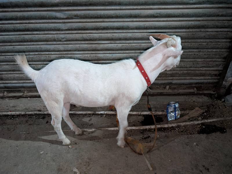 bakra 0