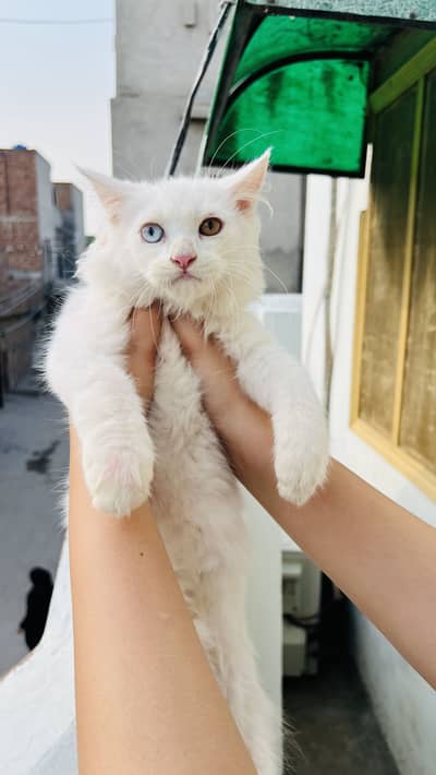 Pure White Persian Cat with Odd Eyes - Home Bred & Healthy